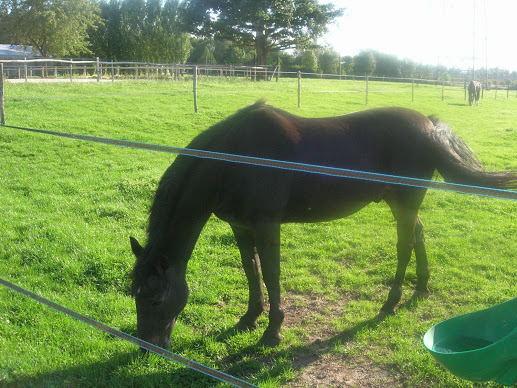 Cheval1