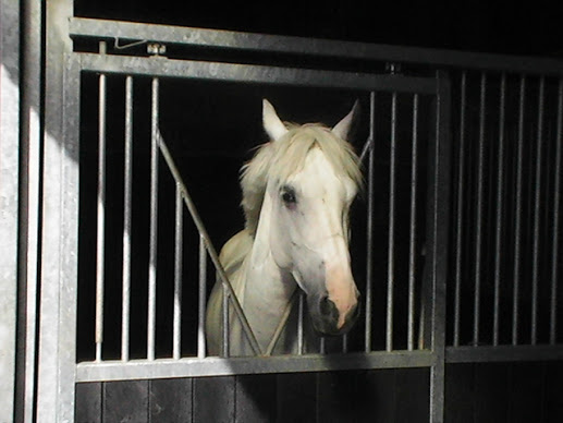 Cheval5